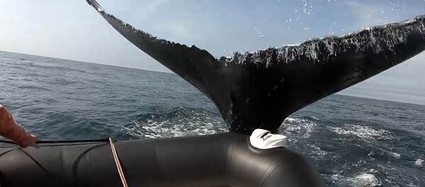 Киттин куйругу аз жерден туристтердин кайыгын кыйратып сала жаздады. Видео - Sputnik Кыргызстан