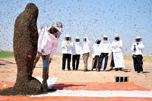 Попытка побить мировой рекорд по количеству сидящих на человеке насекомых в Саудовской Аравии - Sputnik Кыргызстан