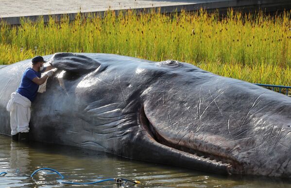 Инсталляция в виде кита в Мадриде - Sputnik Кыргызстан