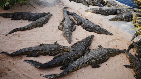 Крокодиловая ферма в Тунисе - Sputnik Кыргызстан