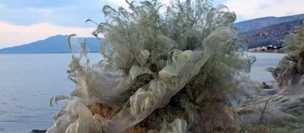 Ичиркенесиң! Грециядагы пляждын жээгин жөргөмүштөр желе менен чырмап салды - Sputnik Кыргызстан