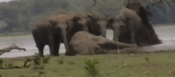 Сотни слонов попрощались с вожаком, погибшим в бою, — видео - Sputnik Кыргызстан