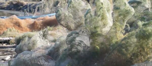 Словно фильм ужасов — побережье острова в гигантской паутине. Видео - Sputnik Кыргызстан