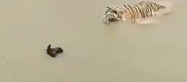 Смелая утка затроллила тигра в мутной воде: убойное видео покоряет Сеть - Sputnik Кыргызстан