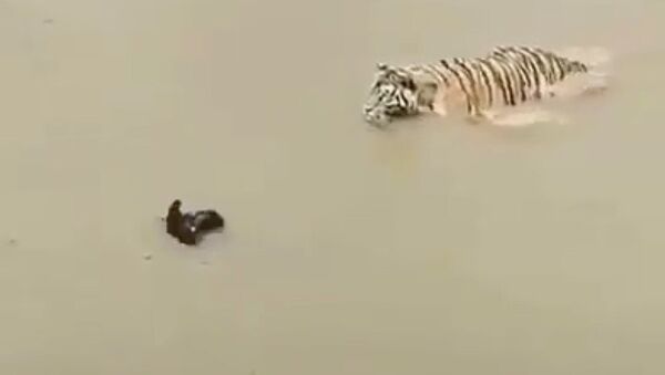 Смелая утка затроллила тигра в мутной воде: убойное видео покоряет Сеть - Sputnik Кыргызстан