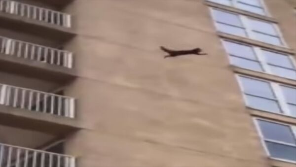 Как ниндзя — енот, сорвавшийся с высоты 9-го этажа, поразил соцсети. Видео - Sputnik Кыргызстан
