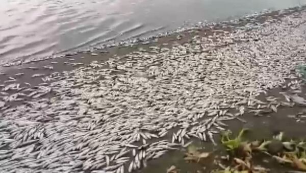 Тонны мертвой рыбы выбросило на берег реки в Турции - Sputnik Кыргызстан