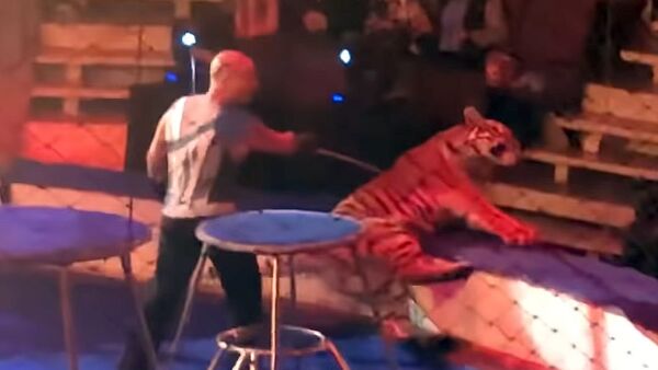 Тигр стал биться в конвульсиях на арене и напугал зрителей — жуткое видео - Sputnik Кыргызстан