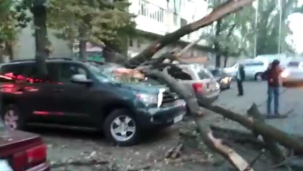 В центре Бишкека на внедорожник рухнуло дерево — видео - Sputnik Кыргызстан