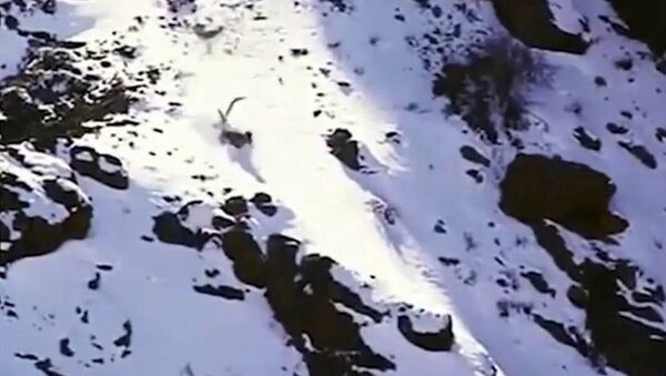 Барс упал со 120-метровой высоты, вцепившись в барана, и остался жив. Видео - Sputnik Кыргызстан