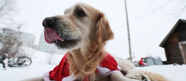 Новогодний забег моржей в костюмах Дедов Морозов в Новосибирске - Sputnik Кыргызстан