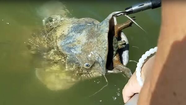Огромный сом подавился черепахой, его спасли рыбаки. Видео - Sputnik Кыргызстан