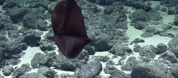 Большерот — ученые сняли на видео странного обитателя океана - Sputnik Кыргызстан