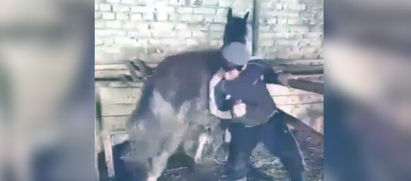 Тренировка коня перед игрой кок-бору? В соцсетях бурно обсуждают это видео - Sputnik Кыргызстан