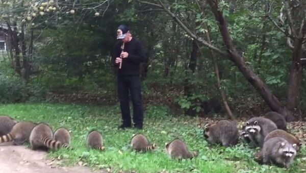 Мужчина выманил 20 енотов из леса, играя на флейте, — удивительное видео - Sputnik Кыргызстан