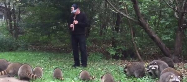 Мужчина выманил 20 енотов из леса, играя на флейте, — удивительное видео Мужчина выманил 20 енотов из леса, играя на флейте, — удивительное видео - Sputnik Кыргызстан