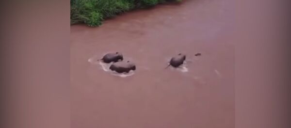 В Китае тонущего слоненка спасали его мама и тети — трогательное видео - Sputnik Кыргызстан