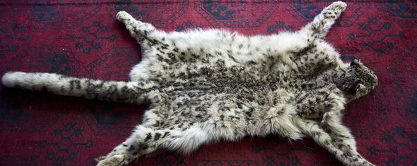 Сохранение снежных барсов в Кабуле Сохранение снежных барсов в Кабуле - Sputnik Кыргызстан