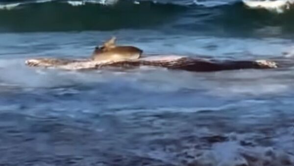 Акула выбросилась на берег ради туши кита. Видео - Sputnik Кыргызстан