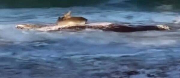 Акула выбросилась на берег ради туши кита. Видео - Sputnik Кыргызстан