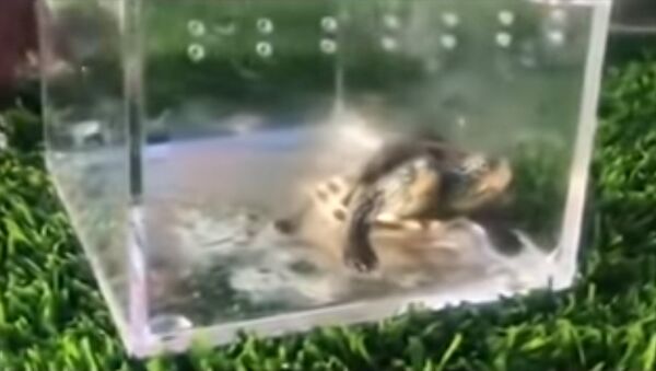 В Китае показали двухголовую черепаху-мутанта — удивительное видео - Sputnik Кыргызстан