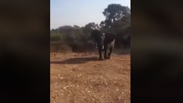 Рассерженный слон напал на туристов — пугающее видео из Африки - Sputnik Кыргызстан