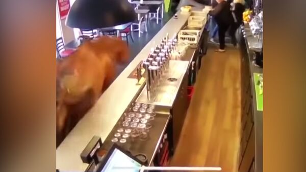 Сбежавшая лошадь ворвалась в бар и наделала шуму — видео из Франции - Sputnik Кыргызстан