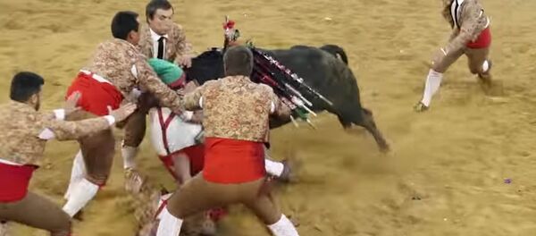 Бык забодал тореадора, мужчина забился в конвульсиях — видео - Sputnik Кыргызстан