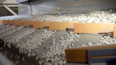 Открытие завода по переработке фасоли в Таласской области