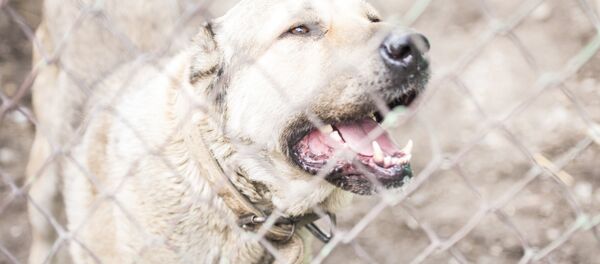 Алабай породасындагы ит. Архив Алабай породасындагы ит. Архив - Sputnik Кыргызстан