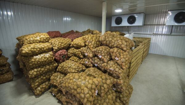 Урожай картофеля в логистическом центре. Архивное фото - Sputnik Кыргызстан