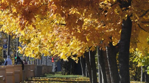 Осенние деревья в городском парке. Архивное фото - Sputnik Кыргызстан