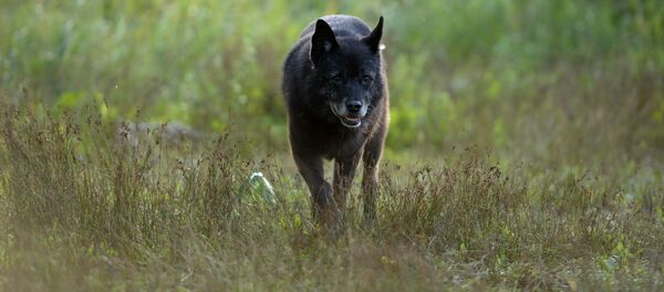 Бездомные собаки на улицах Великого Новгорода - Sputnik Кыргызстан