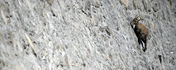 Дикие козлы на Альпах - Sputnik Кыргызстан