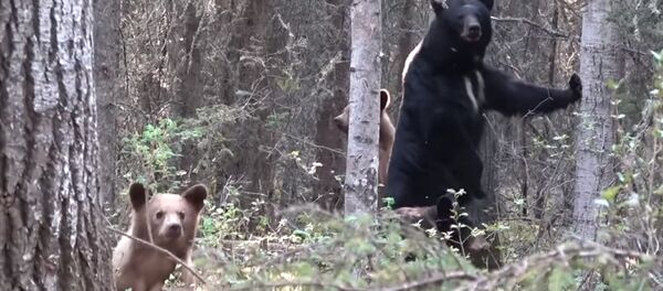 Охотник увлекся съемкой медведя и не заметил, как тот пошел в атаку Видео - Sputnik Кыргызстан