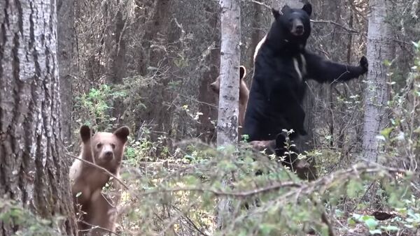 Охотник увлекся съемкой медведя и не заметил, как тот пошел в атаку Видео - Sputnik Кыргызстан