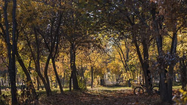 Пожелтевшие деревья. Архивное фото - Sputnik Кыргызстан