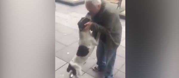 Трогательно до слез! Хозяин нашел свою собаку спустя 3 года — видео встречи Трогательно до слез! Хозяин нашел свою собаку спустя 3 года — видео встречи - Sputnik Кыргызстан