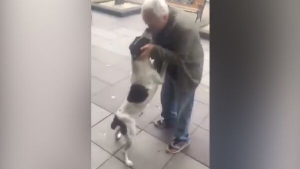 Трогательно до слез! Хозяин нашел свою собаку спустя 3 года — видео встречи - Sputnik Кыргызстан