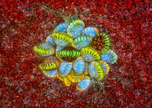 Снимок соруса на нижней стороне вайи папоротника (10-кратное увеличение), сделанный фотографом Rogelio Moreno и занявший 2е место в конкурсе Nikon Small World 2018 - Sputnik Кыргызстан