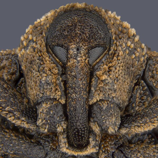 Снимок жука Sternochetus mangiferae (1-кратное увеличение), сделанный австралийским фотографом Pia Scanlon и занявший 8е место в конкурсе Nikon Small World 2018 - Sputnik Кыргызстан