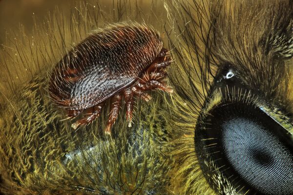 Снимок клеща варроа на спине медоносной пчелы (1-кратное увеличение), сделанный Antoine Franck и занявший 15е место в конкурсе Nikon Small World 2018 - Sputnik Кыргызстан