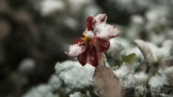 Первый снег выпал в Бишкеке - Sputnik Кыргызстан