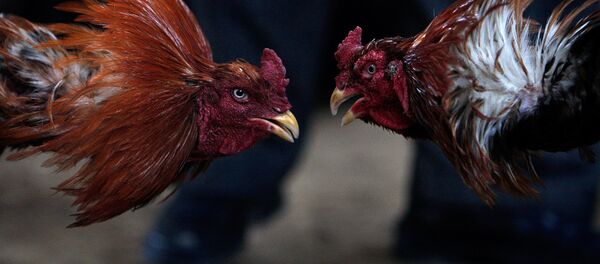Бои петухов. Архивное фото - Sputnik Кыргызстан