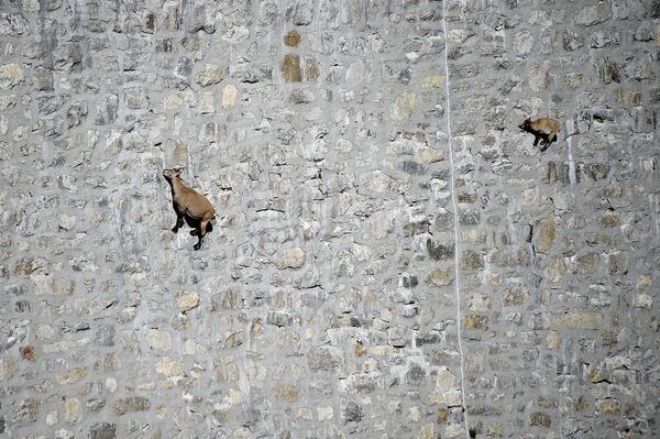 Дикие козлы на Альпах - Sputnik Кыргызстан