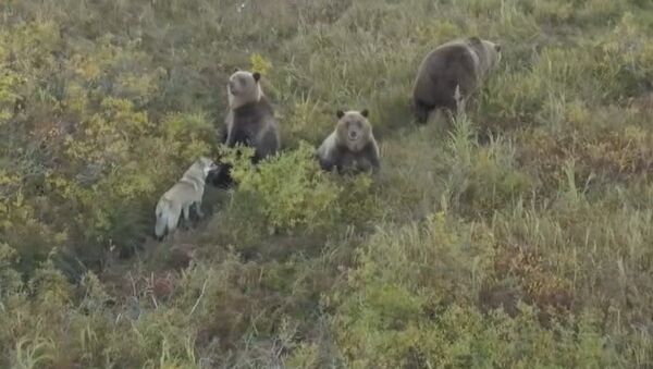 Бездомная собака подружилась с семьей медведей — редкое видео с Камчатки - Sputnik Кыргызстан