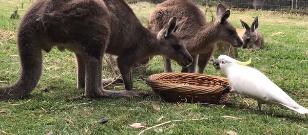 Муштумдай болгону менен кыйын экен! Тоту куштун боорду эзген видеосу Муштумдай болгону менен кыйын экен! Тоту куштун боорду эзген видеосу - Sputnik Кыргызстан