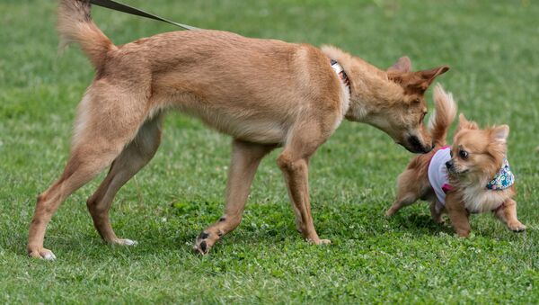 Собаки в парке. Архивное фото - Sputnik Кыргызстан