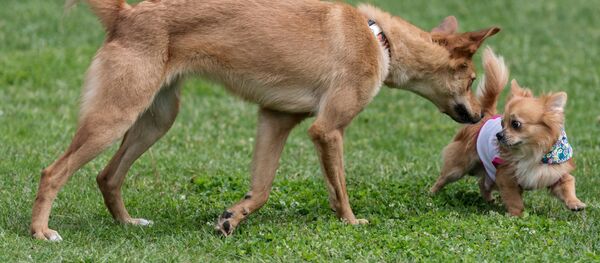 Собаки в парке. Архивное фото - Sputnik Кыргызстан