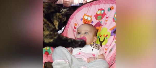 Шакылдатып башка чапкылап. Мышык менен ымыркайлардын ич жылыткан видеосу Шакылдатып башка чапкылап. Мышык менен ымыркайлардын ич жылыткан видеосу - Sputnik Кыргызстан